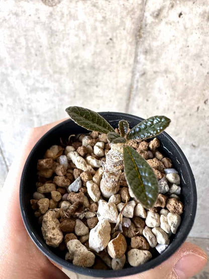 【現品限り】ドルステニア・ギガス 実生【A37】 Dorstenia gigas