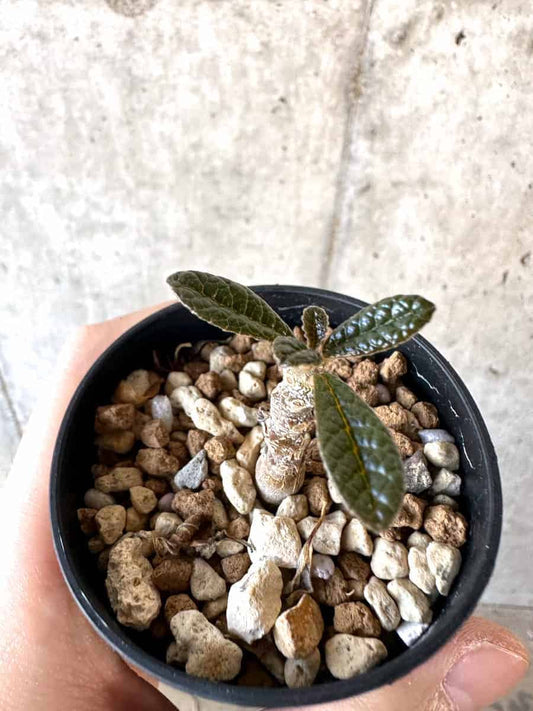 【現品限り】ドルステニア・ギガス 実生【A37】 Dorstenia gigas
