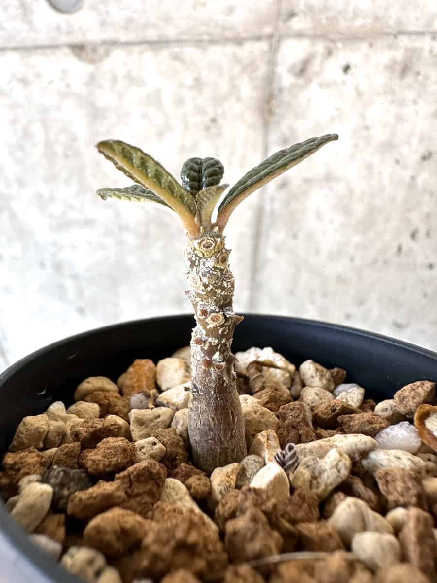 【現品限り】ドルステニア・ギガス 実生【A37】 Dorstenia gigas