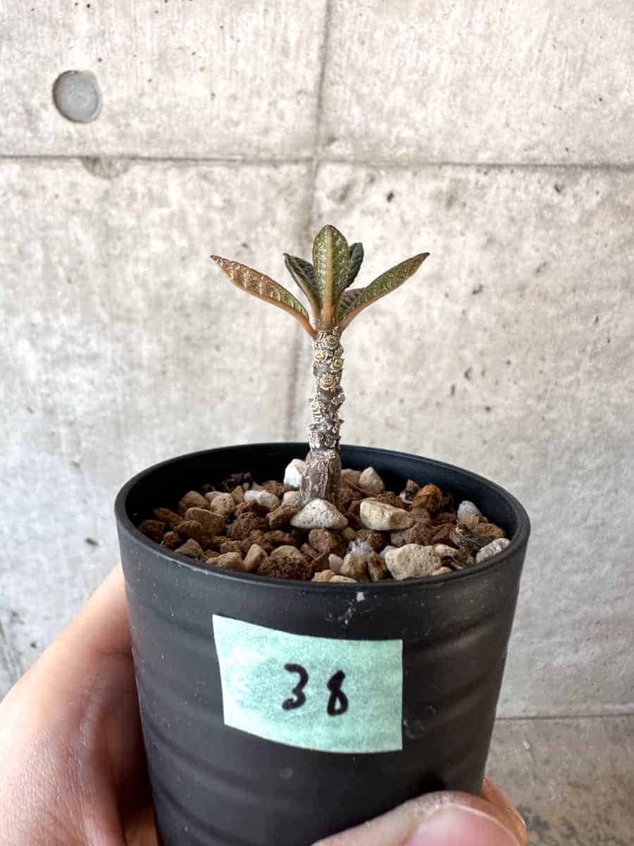 【現品限り】ドルステニア・ギガス 実生【A38】 Dorstenia gigas