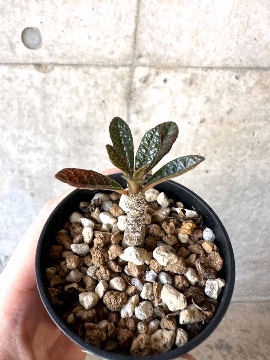 現品限り】ドルステニア・ギガス 実生【A38】 Dorstenia gigas 塊根