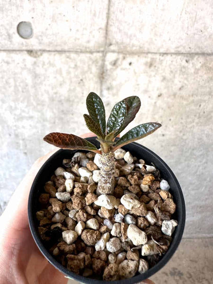 【現品限り】ドルステニア・ギガス 実生【A38】 Dorstenia gigas