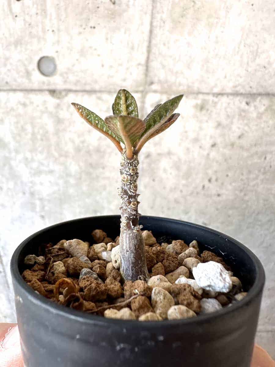 【現品限り】ドルステニア・ギガス 実生【A38】 Dorstenia gigas