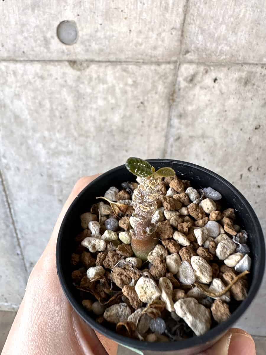 現品限り】ドルステニア・ギガス 実生【A39】 Dorstenia gigas 塊根