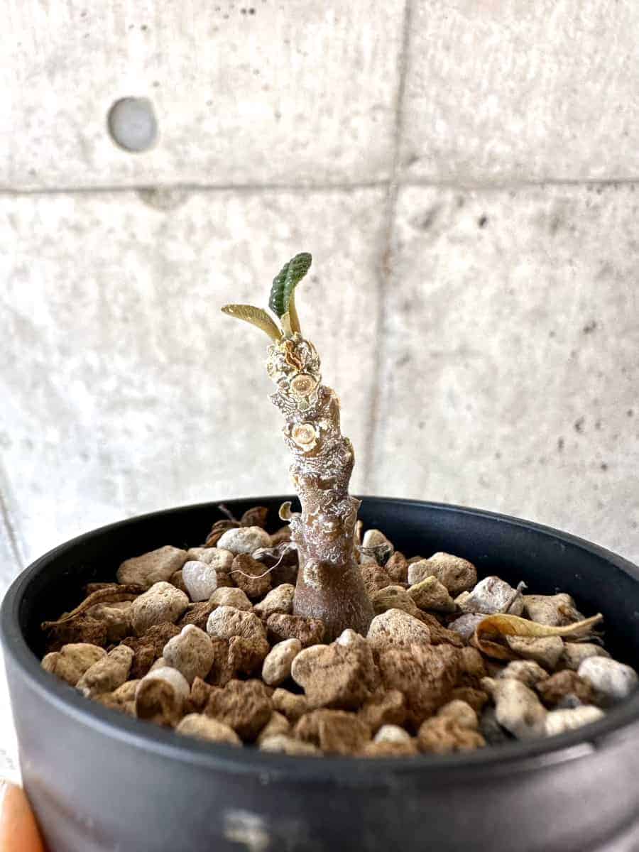 現品限り】ドルステニア・ギガス 実生【A39】 Dorstenia gigas 塊根