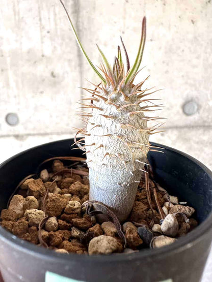 【現品限り】パキポディウム・グラキリス【A3】 Pachypodium gracilius