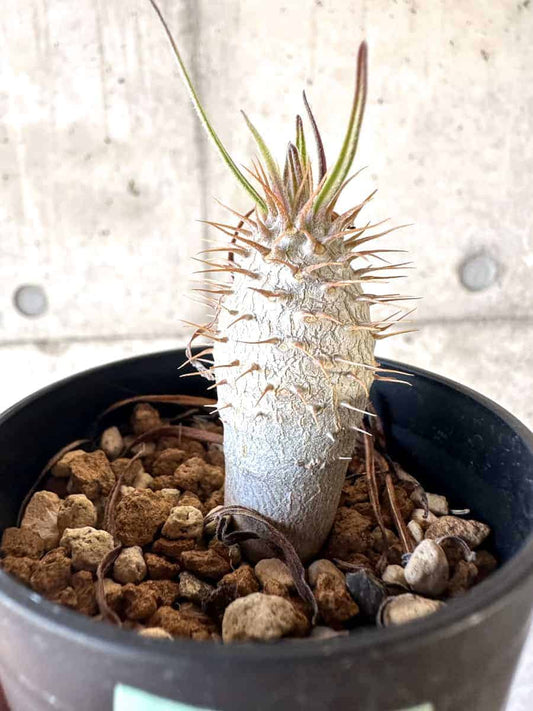 【現品限り】パキポディウム・グラキリス【A3】 Pachypodium gracilius