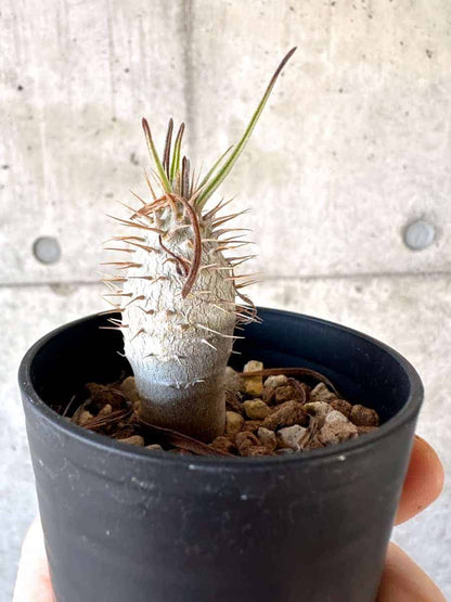 【現品限り】パキポディウム・グラキリス【A3】 Pachypodium gracilius