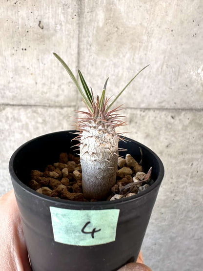 【現品限り】パキポディウム・グラキリス【A4】 Pachypodium gracilius