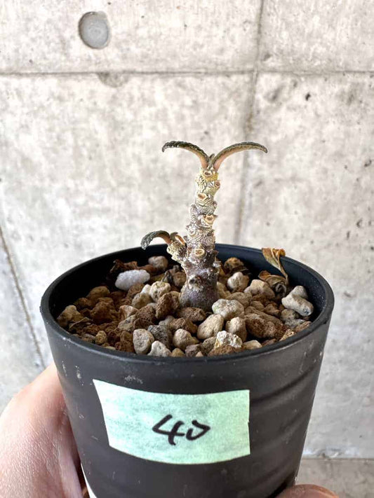 【現品限り】ドルステニア・ギガス 実生【A40】 Dorstenia gigas