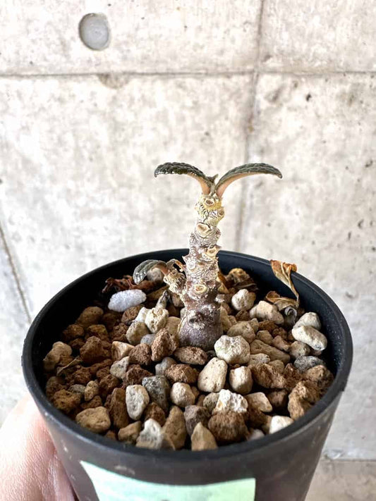 【現品限り】ドルステニア・ギガス 実生【A40】 Dorstenia gigas