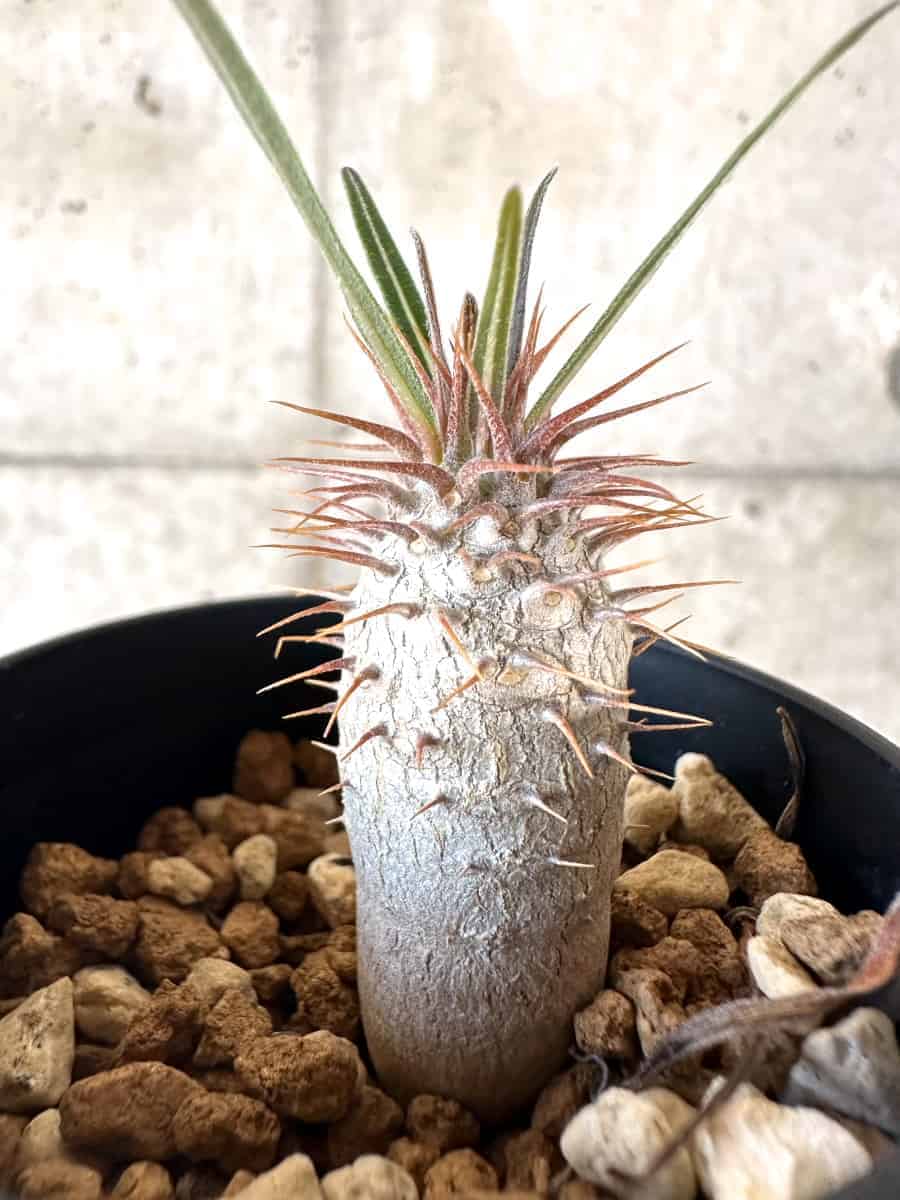 【現品限り】パキポディウム・グラキリス【A4】 Pachypodium gracilius