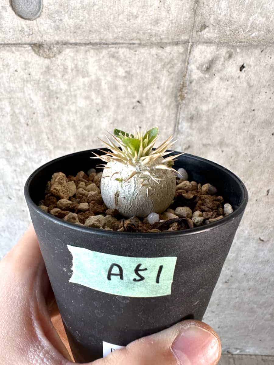 【現品限り】パキポディウム・エニグマチカム【A51】 Pachypodium enigmaticum