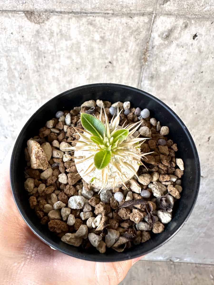 現品限り】パキポディウム・エニグマチカム【A51】 Pachypodium
