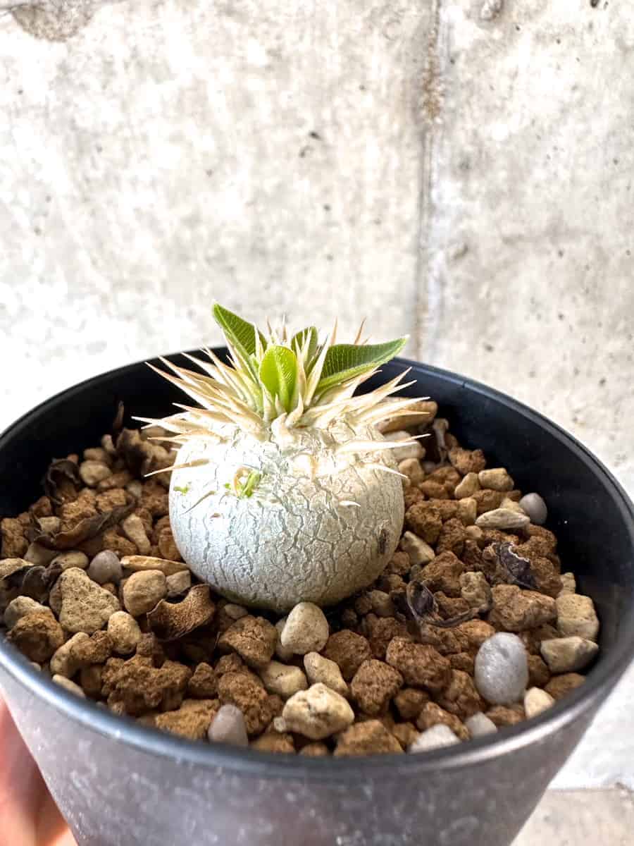 △レア種 現地株 Pachypodium enigmaticum. 現品限り】パキポディウム・エニグマチカム【A51】 Pachypodium