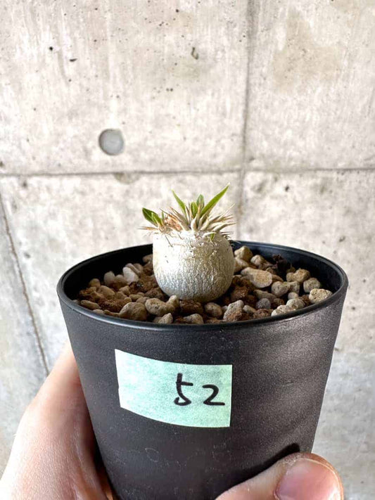 【現品限り】パキポディウム・エニグマチカム【A52】 Pachypodium enigmaticum