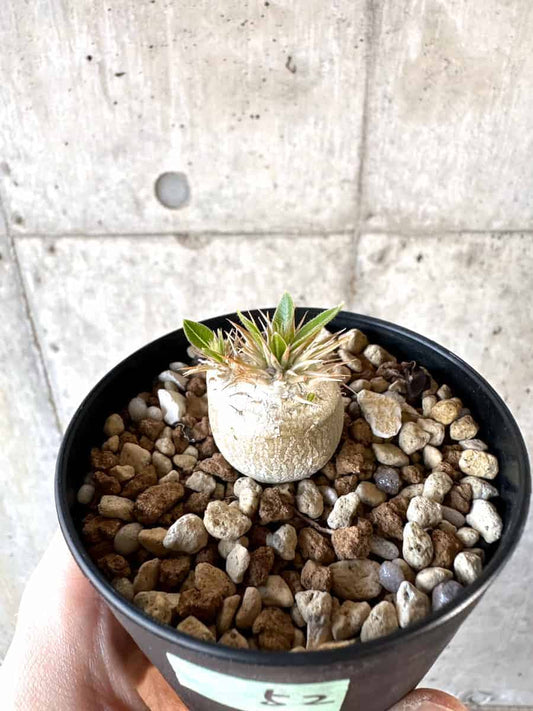 【現品限り】パキポディウム・エニグマチカム【A52】 Pachypodium enigmaticum