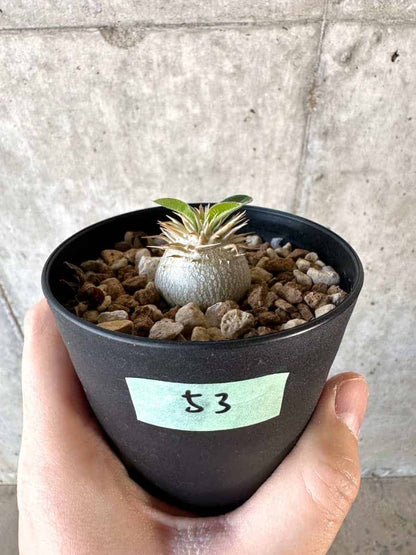 【現品限り】パキポディウム・エニグマチカム【A53】 Pachypodium enigmaticum