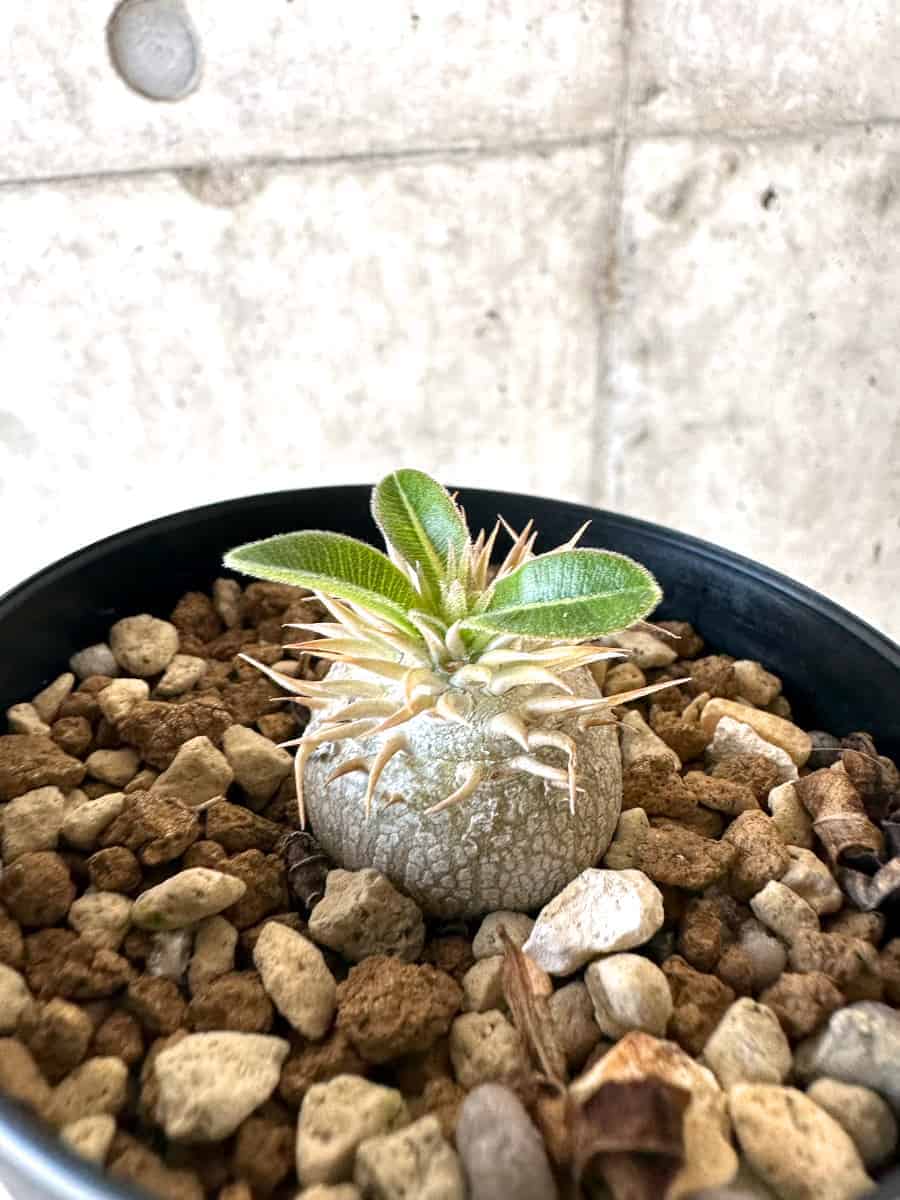 現品限り】パキポディウム・エニグマチカム【A53】 Pachypodium