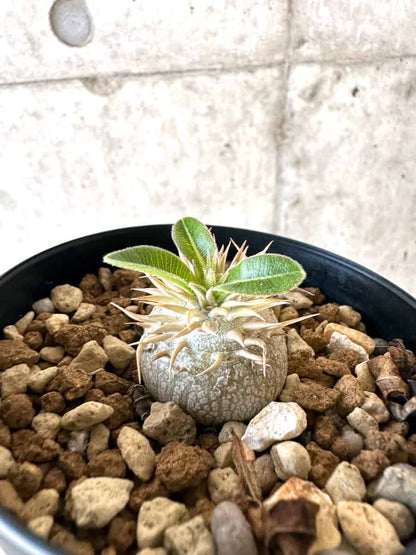 【現品限り】パキポディウム・エニグマチカム【A53】 Pachypodium enigmaticum