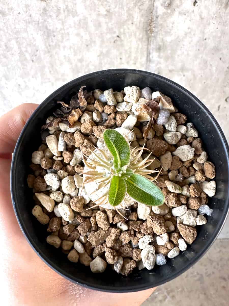 現品限り】パキポディウム・エニグマチカム【A53】 Pachypodium