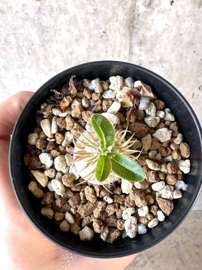 【現品限り】パキポディウム・エニグマチカム【A53】 Pachypodium enigmaticum