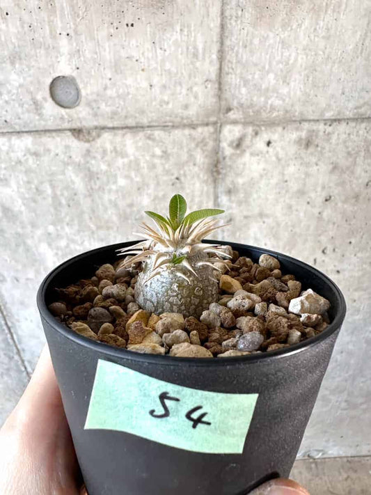 【現品限り】パキポディウム・エニグマチカム【A54】 Pachypodium enigmaticum