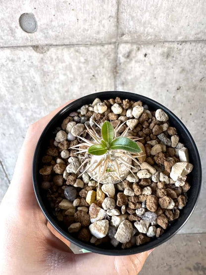 【現品限り】パキポディウム・エニグマチカム【A54】 Pachypodium enigmaticum