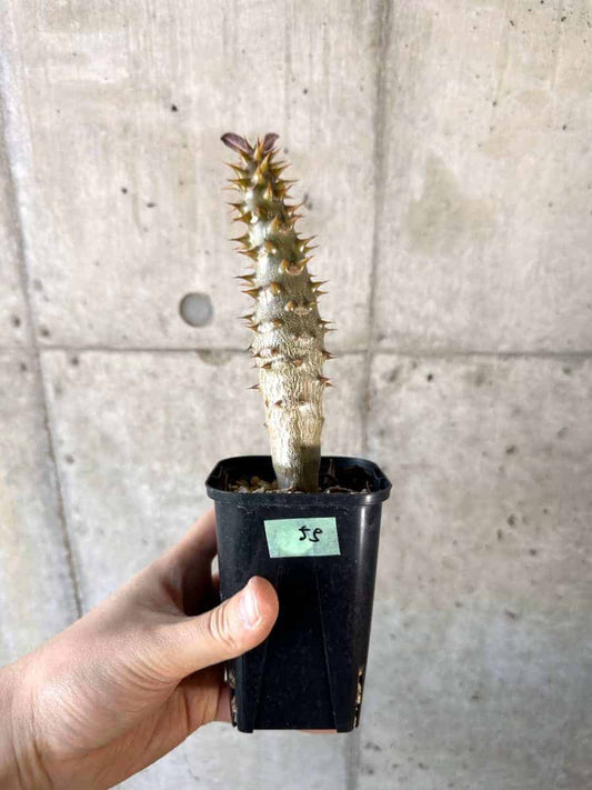 【現品限り】パキポディウム・バロニー 実生【A55】 Pachypodium gracilius