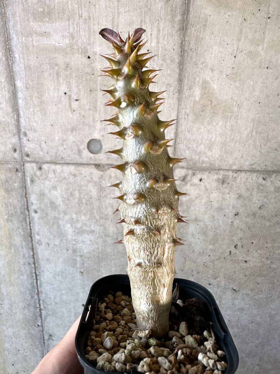 【現品限り】パキポディウム・バロニー 実生【A55】 Pachypodium gracilius