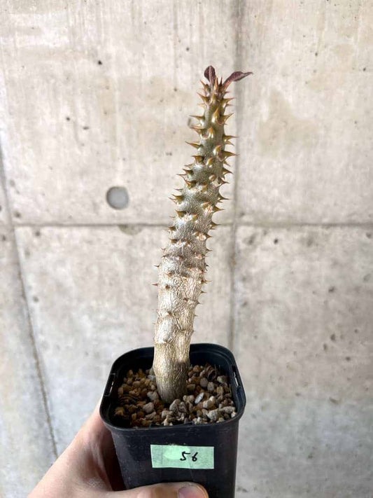 【現品限り】パキポディウム・バロニー 実生【A56】 Pachypodium gracilius