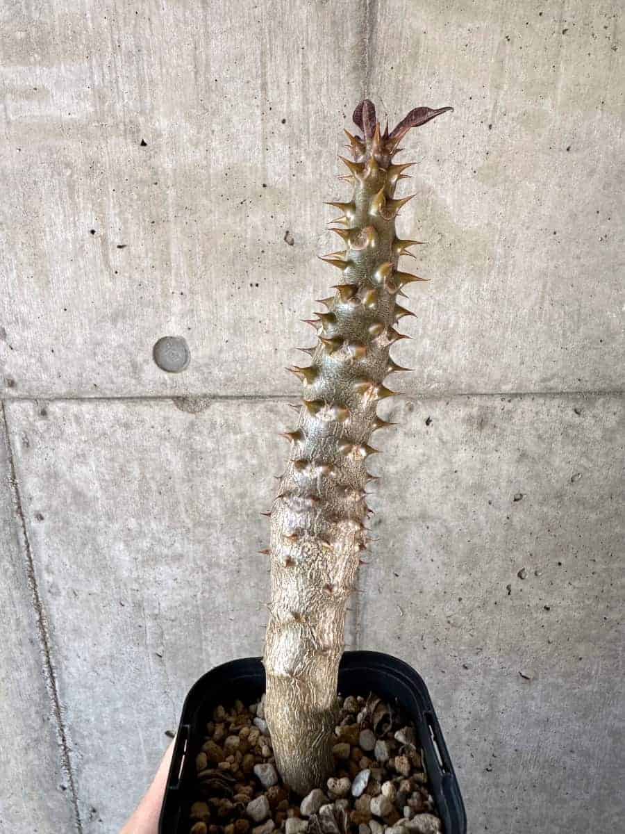 【現品限り】パキポディウム・バロニー 実生【A56】 Pachypodium gracilius
