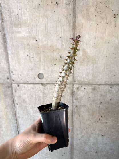【現品限り】パキポディウム・バロニー 実生【A56】 Pachypodium gracilius