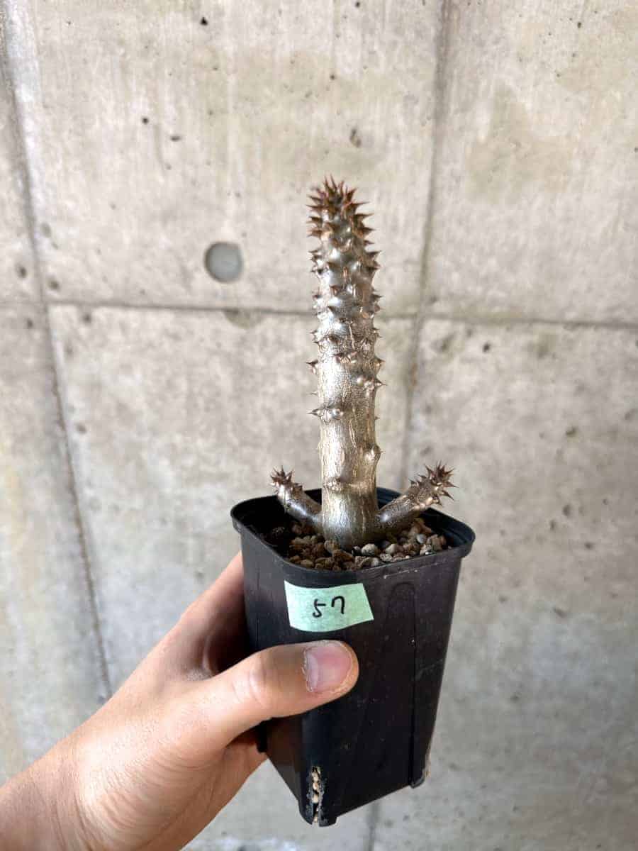 【現品限り】パキポディウム・バロニー 実生【A57】 Pachypodium gracilius