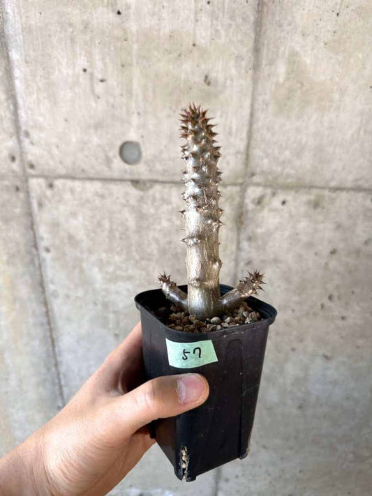 【現品限り】パキポディウム・バロニー 実生【A57】 Pachypodium gracilius