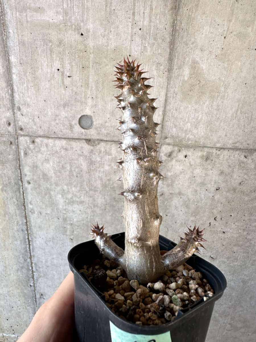 【現品限り】パキポディウム・バロニー 実生【A57】 Pachypodium gracilius