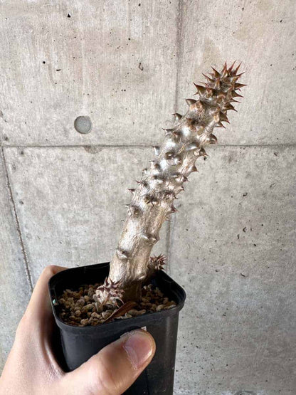 【現品限り】パキポディウム・バロニー 実生【A57】 Pachypodium gracilius