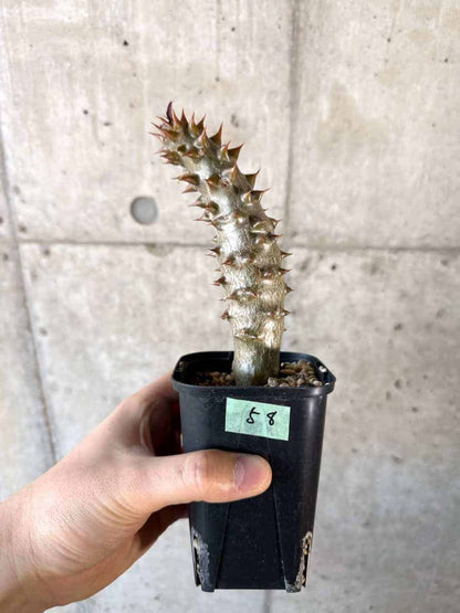 【現品限り】パキポディウム・バロニー 実生【A58】 Pachypodium gracilius