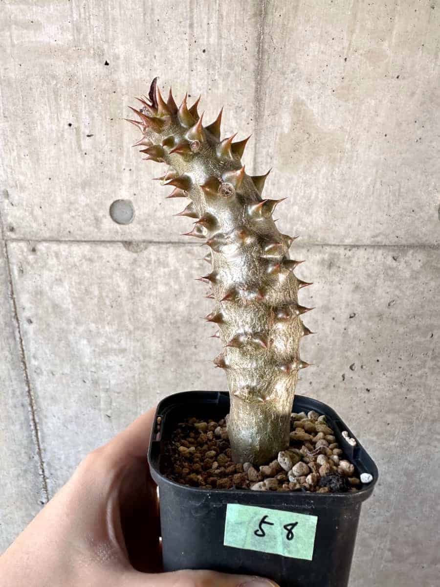 【現品限り】パキポディウム・バロニー 実生【A58】 Pachypodium gracilius