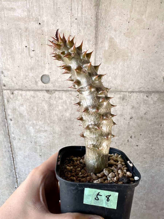 【現品限り】パキポディウム・バロニー 実生【A58】 Pachypodium gracilius