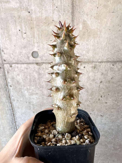 【現品限り】パキポディウム・バロニー 実生【A58】 Pachypodium gracilius