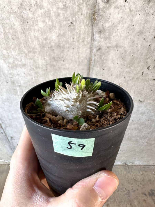 【現品限り】パキポディウム・ハイブリッド(brevicaule×makayense×densicaule)【A59】 Pachypodium Hybrid