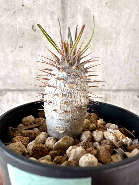 【現品限り】パキポディウム・グラキリス【A5】 Pachypodium gracilius