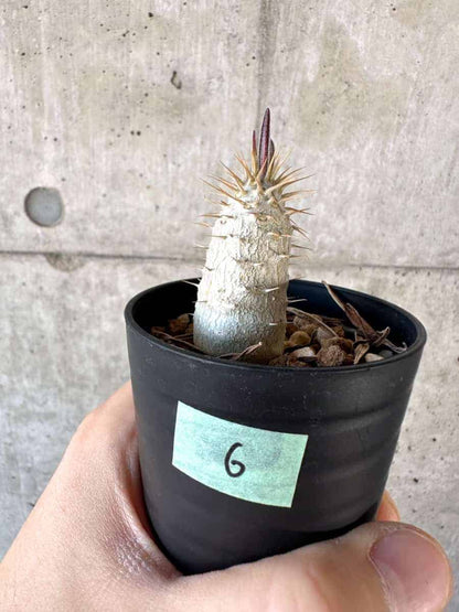 【現品限り】パキポディウム・グラキリス【A6】 Pachypodium gracilius