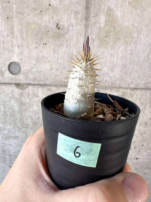 【現品限り】パキポディウム・グラキリス【A6】 Pachypodium gracilius