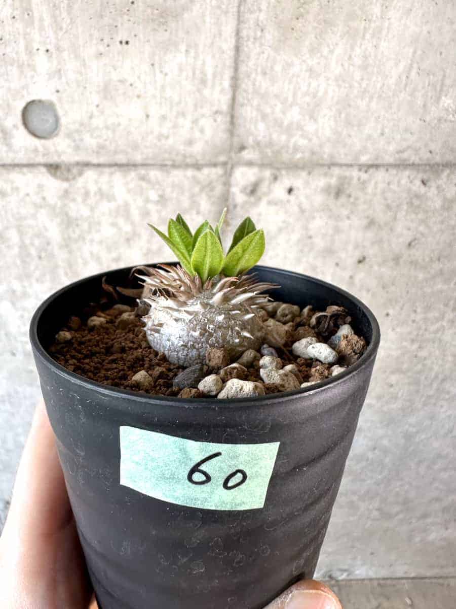 【現品限り】パキポディウム・ハイブリッド(brevicaule×makayense×densicaule)【A60】 Pachypodium Hybrid