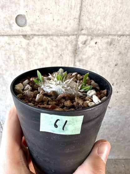 【現品限り】パキポディウム・ハイブリッド(brevicaule×makayense×densicaule)【A61】 Pachypodium Hybrid