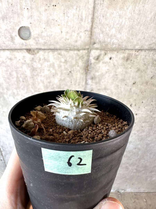 【現品限り】パキポディウム・ハイブリッド(brevicaule×makayense×densicaule)【A62】 Pachypodium Hybrid