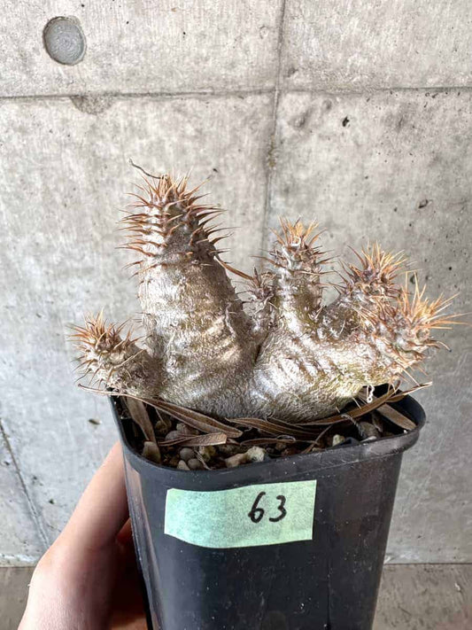 【現品限り】パキポディウム・グラキリス【A63】 Pachypodium gracilius