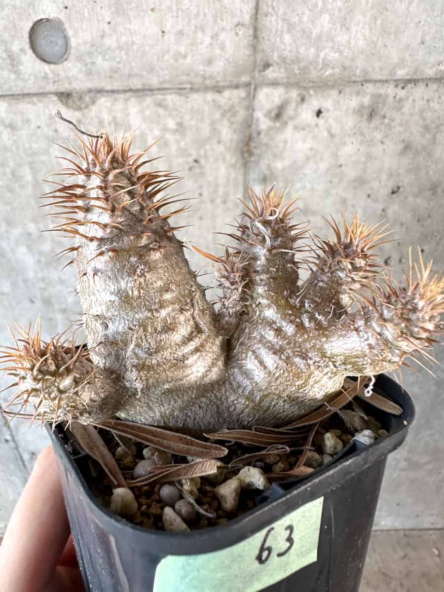 【現品限り】パキポディウム・グラキリス【A63】 Pachypodium gracilius